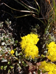 Eriogonum arcuatum