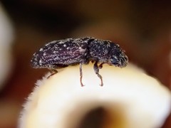 Namunaria pacifica