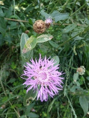 Centaurea jacea