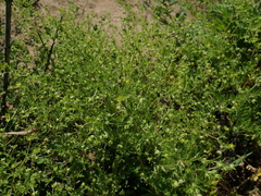 Potentilla supina