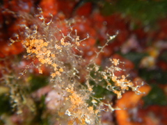 Eudendrium racemosum