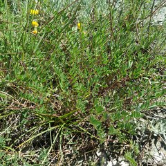 Hippocrepis comosa