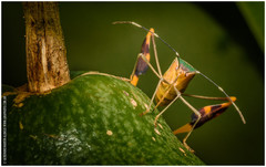 Anisoscelis foliaceus