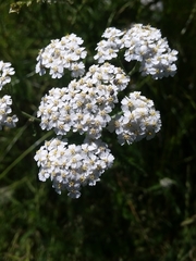 Achillea millefolium