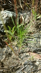 Erigeron reductus