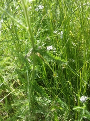 Achillea millefolium