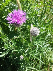Centaurea jacea