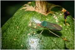 Anisoscelis foliaceus