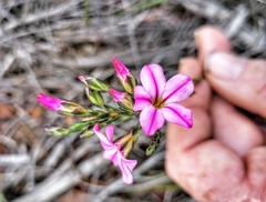 Acmadenia macropetala