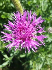 Centaurea jacea