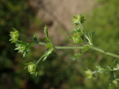 Potentilla supina