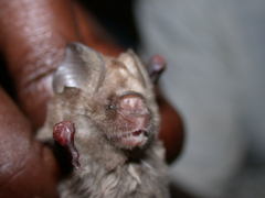 Hipposideros caffer
