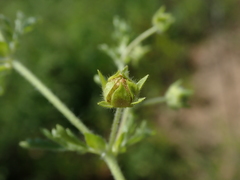 Potentilla supina