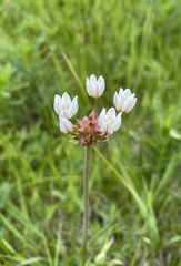 Amerallium