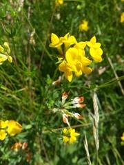 Lotus corniculatus