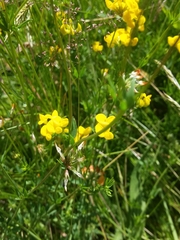 Lotus corniculatus