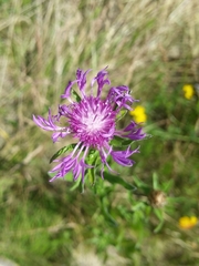 Centaurea jacea
