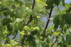 Protographium epidaus fenochionis
