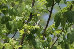 Protographium epidaus fenochionis