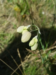 Silene vulgaris