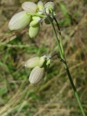 Silene vulgaris