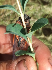 Okanagana occidentalis