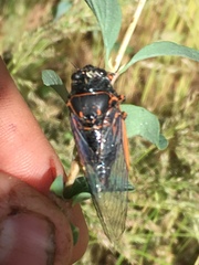 Okanagana occidentalis