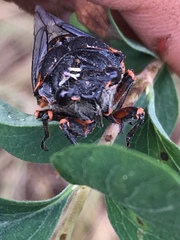 Okanagana occidentalis