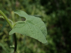 Calystegia sepium