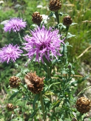 Centaurea jacea