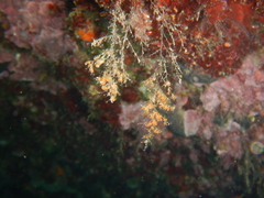 Eudendrium racemosum