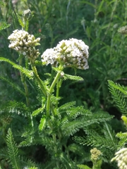 Achillea millefolium
