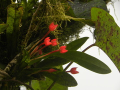 Maxillaria coccinea