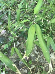 Phyllostachys bissetii
