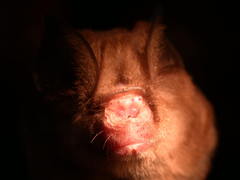 Hipposideros caffer