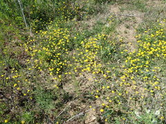 Lotus corniculatus