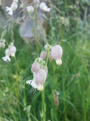 Silene vulgaris