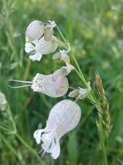 Silene vulgaris