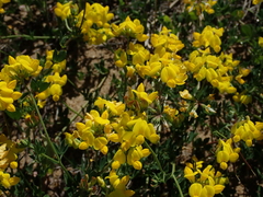 Lotus corniculatus