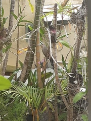 Coccyzus longirostris