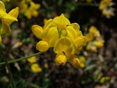 Lotus corniculatus