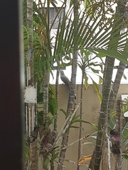 Coccyzus longirostris