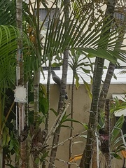 Coccyzus longirostris