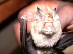 Hipposideros caffer