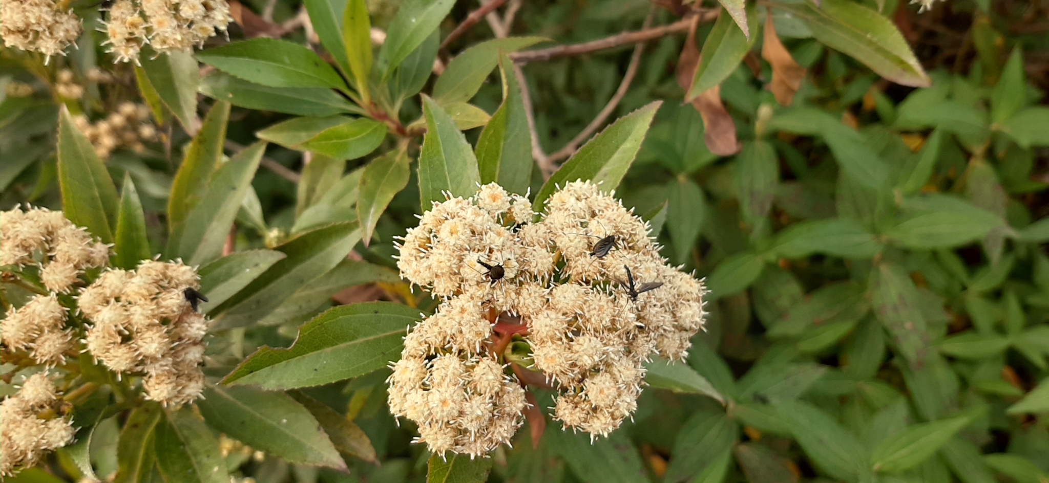 Baccharis latifolia image