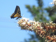 Papilio rutulus