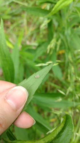Tingidae