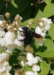 Xylocopa valga