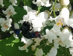 Xylocopa valga
