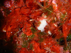 Calcarea